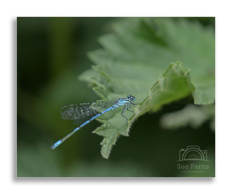Male Azure Damselfly