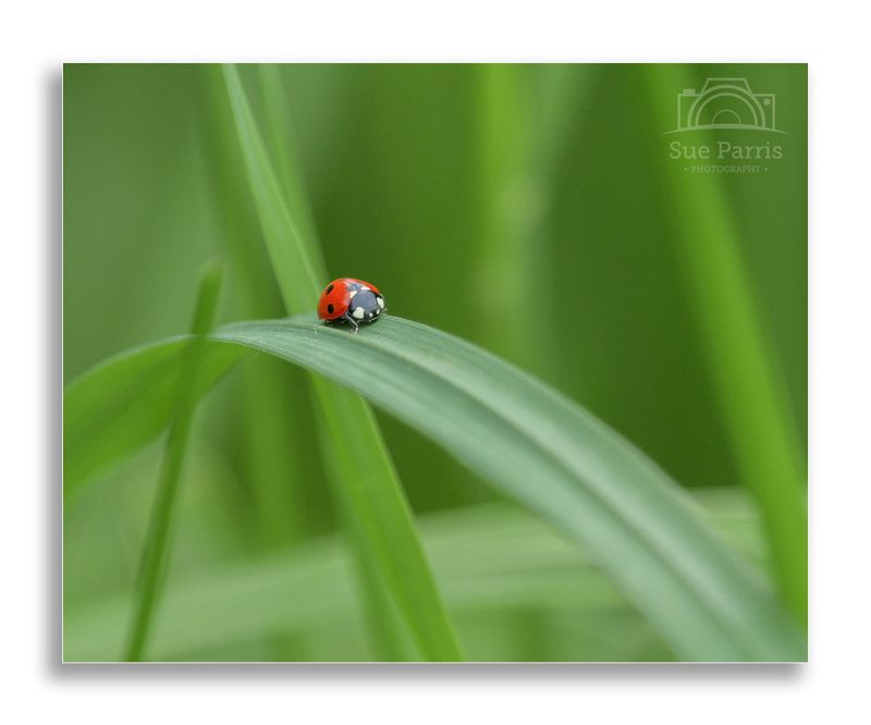 7 spot Ladybird - Native to the UK