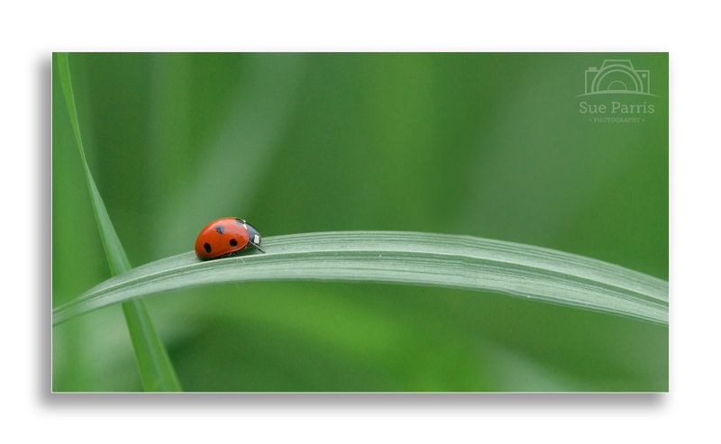 Native 7 spot Ladybird