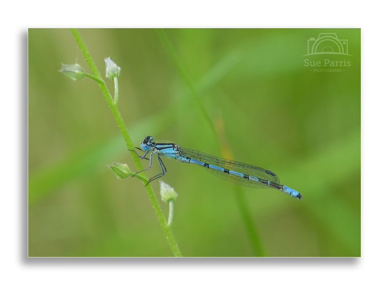 Male Common Blue Damselfly - Ripon City Wetlands