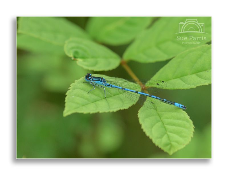 Male Azure Damselfly