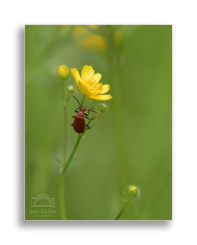 Cardinal beetle