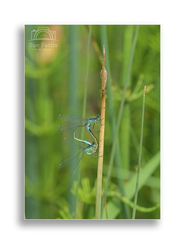 Blue-tailed Damselflies
