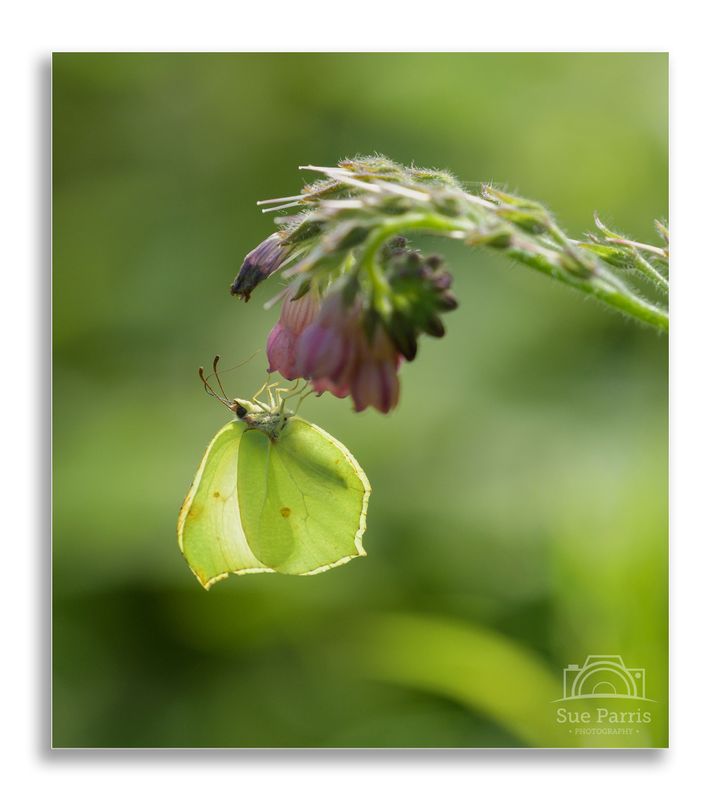 Brimstone butterfly