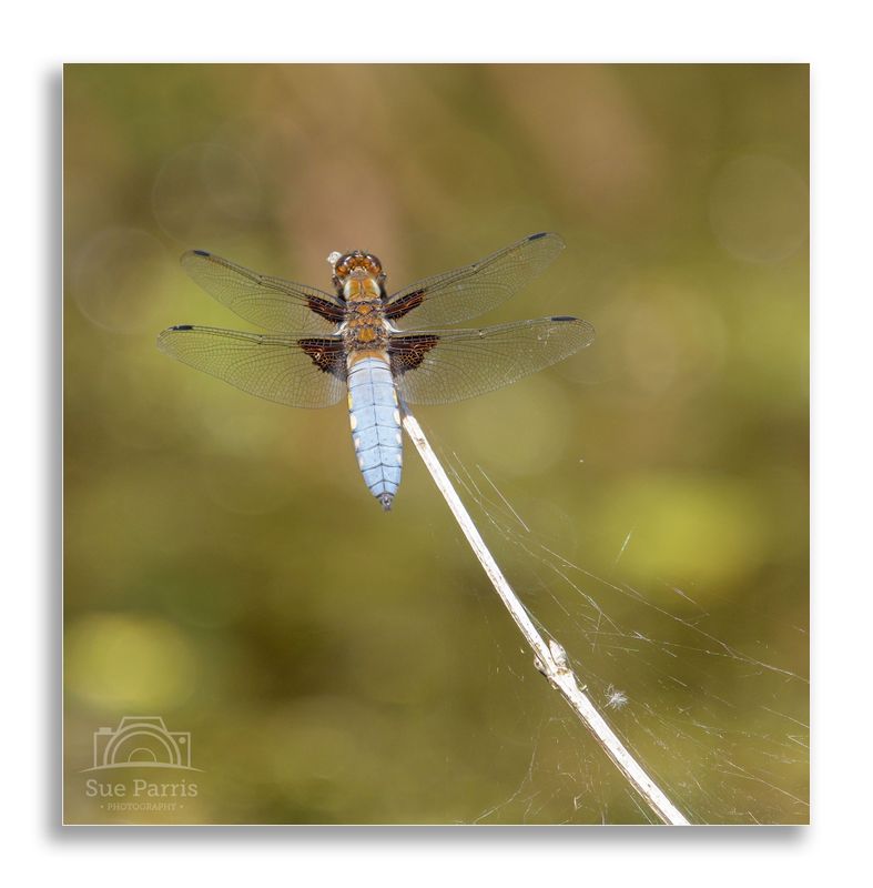 Broad-bodied Chaser - male