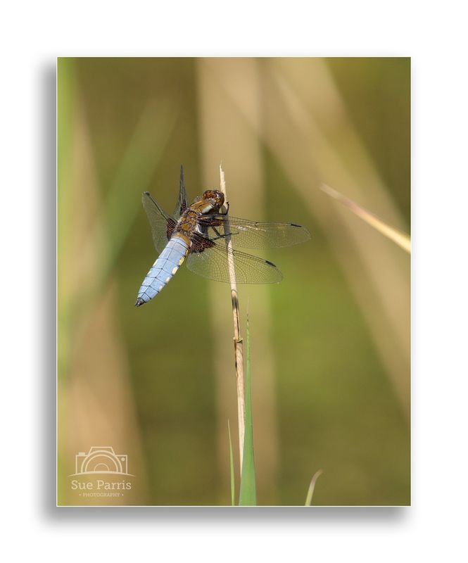 Broad-bodied Chaser - male