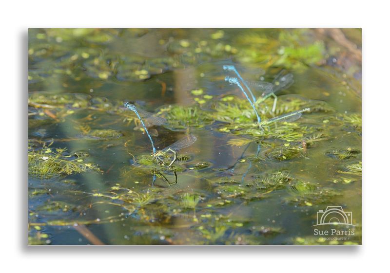 Azure Damsels ovipositing