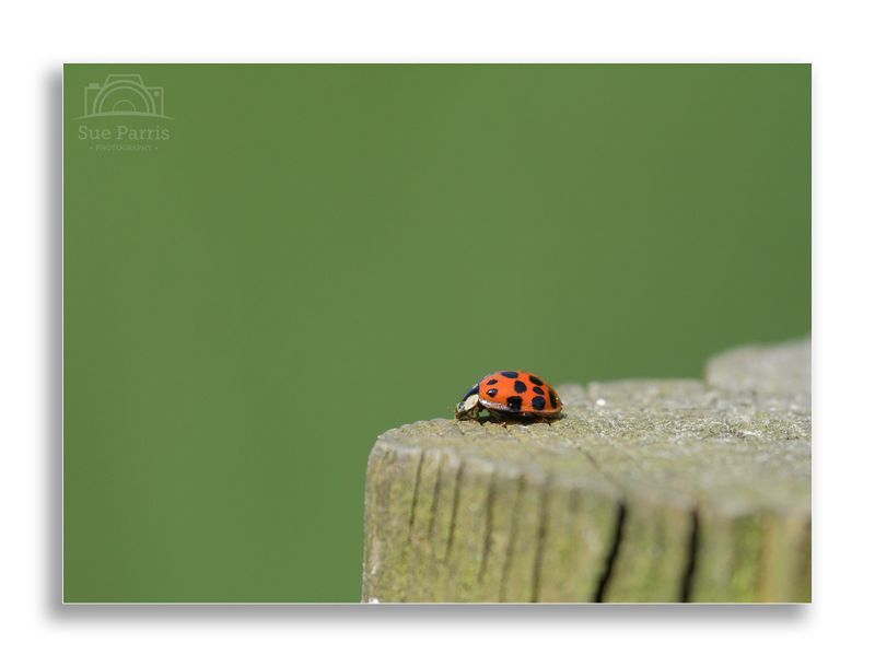 Native 7 spot Ladybird beetle