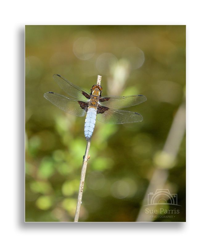 Male Broad-bodied Chaser