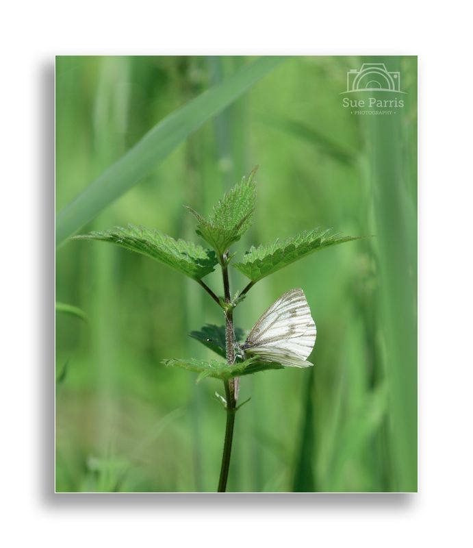 Green-veined White butterfly