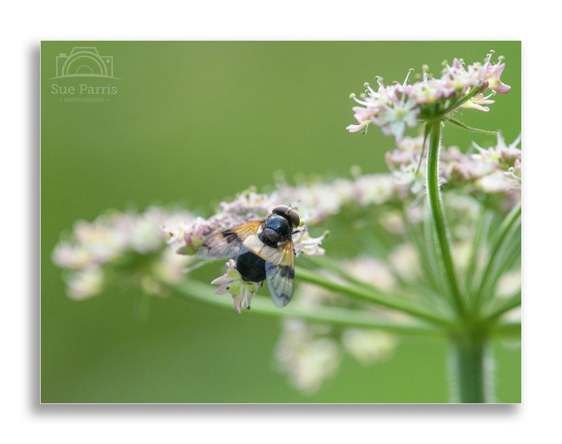 Volucella pellucens, the pellucid fly, is a hoverfly.