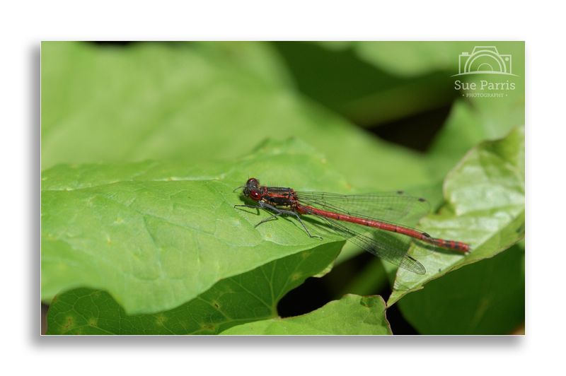 Large Red Damselfly