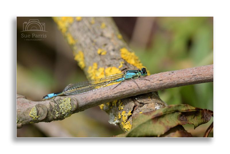 Blue-tailed Damselfly - male