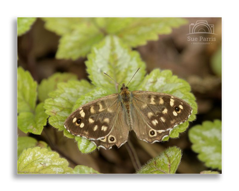 Speckled Wood butterfly