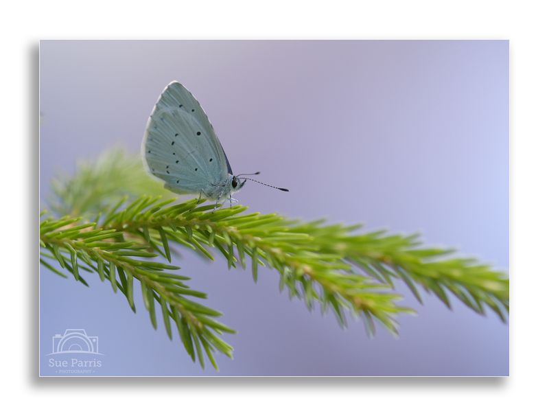 Holly Blue