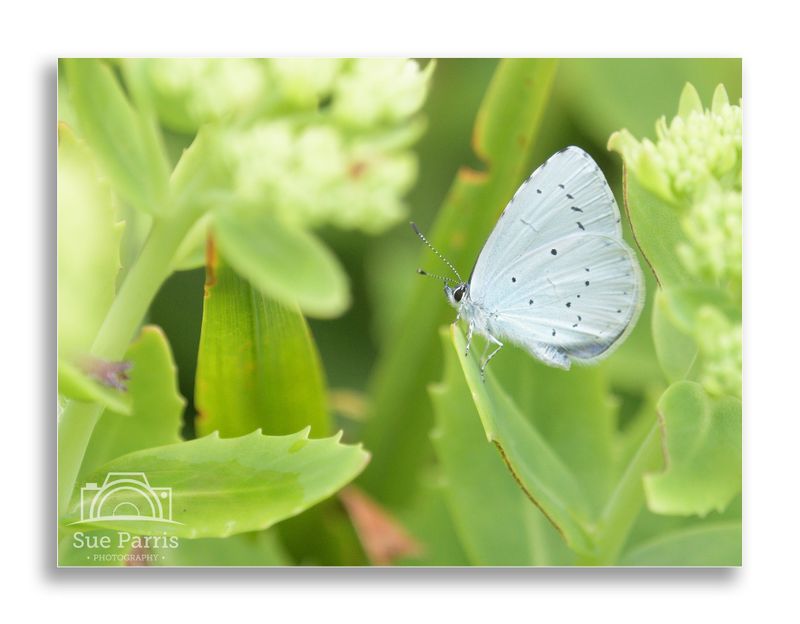 Holly Blue