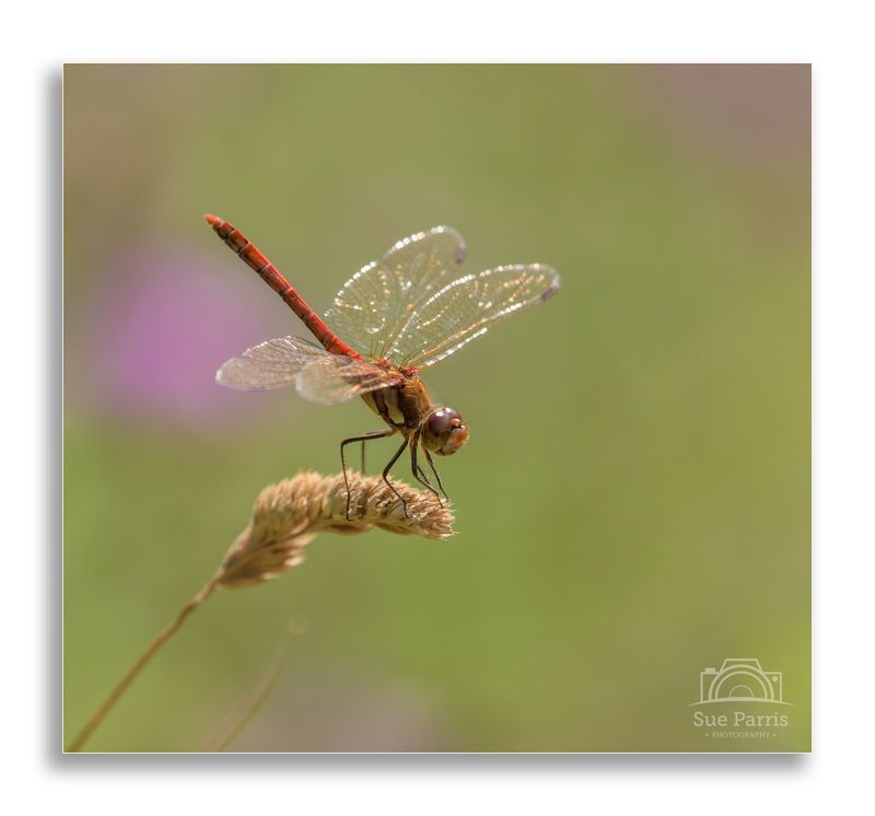 Common Darter