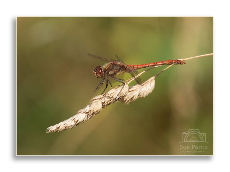 Common Darter