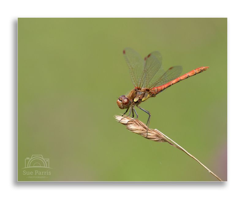 Common Darter