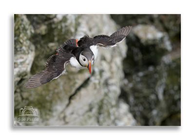 A great day out with the aim of getting some Puffins in flight.....tick!
