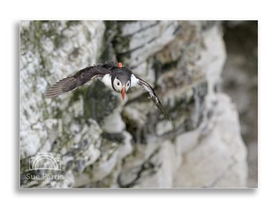 A great day out with the aim of getting some Puffins in flight.....tick!