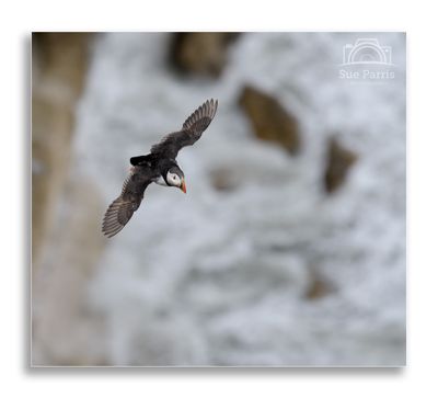 A great day out with the aim of getting some Puffins in flight.....tick!
