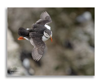 A great day out with the aim of getting some Puffins in flight.....tick!