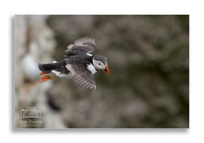 A great day out with the aim of getting some Puffins in flight.....tick!