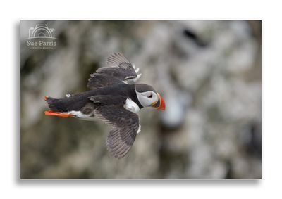 A great day out with the aim of getting some Puffins in flight.....tick!