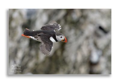 A great day out with the aim of getting some Puffins in flight.....tick!