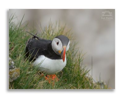 A chance close encounter with a Puffin - I could not believe I got these close up shots
Re-edited 08.06.2023 to improve the quality of the image.