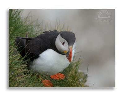 A chance close encounter with a Puffin - I could not believe I got these close up shots
Re-edited 08.06.2023 to improve the quality of the image.