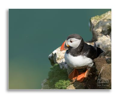 Another chance encounter with a lovely Puffin.