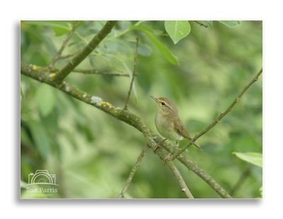 Willow Warbler (not a Chiffchaff - It was singing so ID was easy!)
