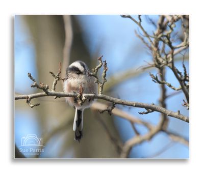 Long-tailed Tit - one of my favourites!