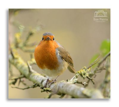 Robin
