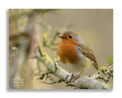 Warblers, Woodland and Garden Birds