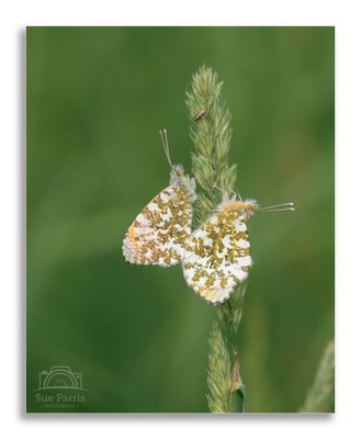 Butterflies, Dragonflies, Damselflies & Bugs!