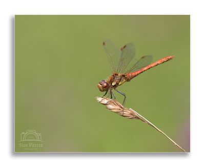 Butterflies, Dragonflies, Damselflies & Bugs!