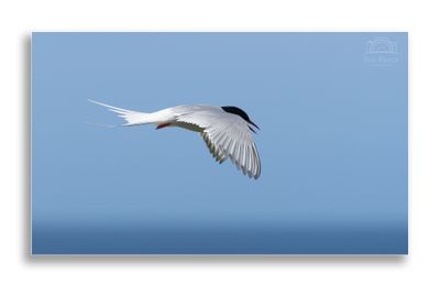 _SUE8075large.jpg