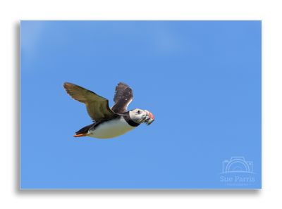 _SUE7746large.jpg