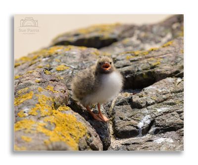 Farne Isles and Amble June 2025