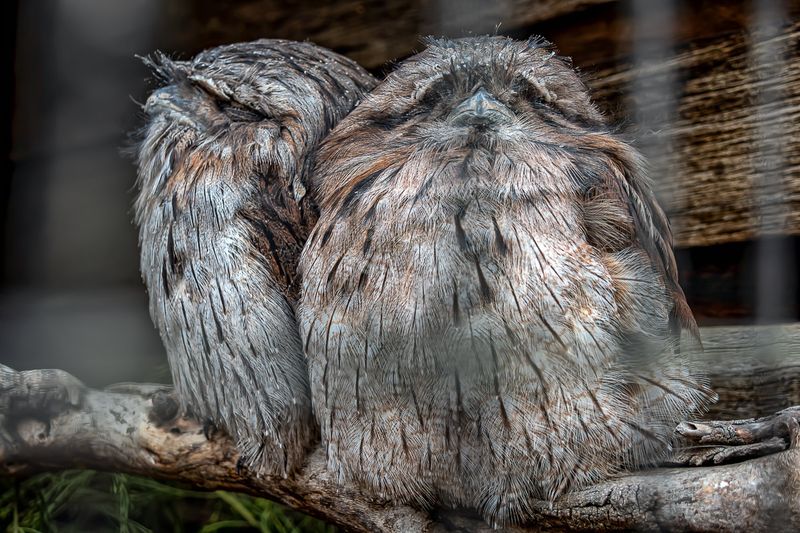 A pair of tawny frogmouths