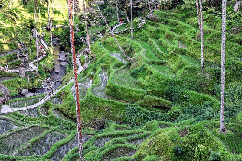 Rice Terrace