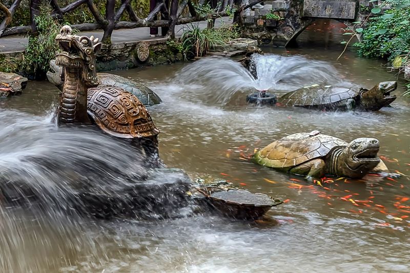 Turtle Pond