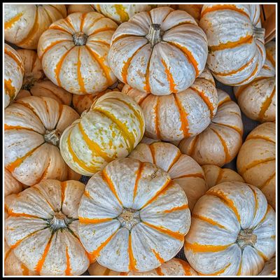 Squash