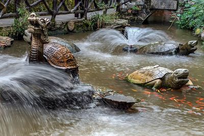 Turtle Pond