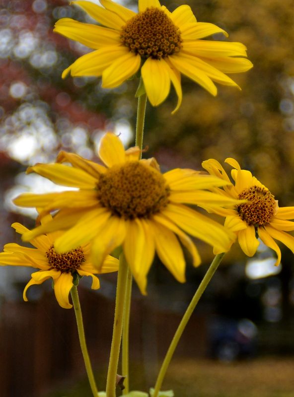 DSC_7278-2.JPG