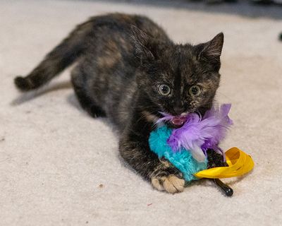 hope_kitty