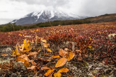 Koryaksky volcano